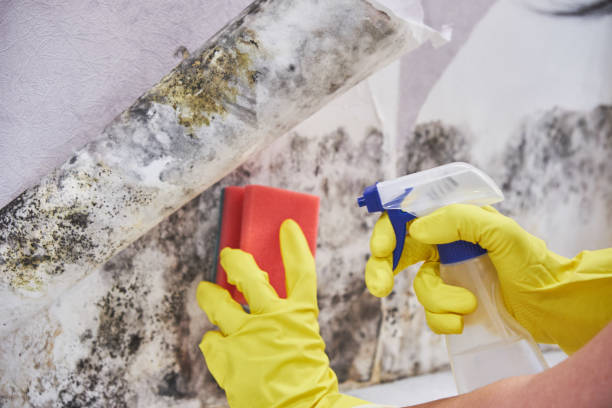 Asbestos and Lead Testing During Mold Inspection in Pleasant Hill, OH